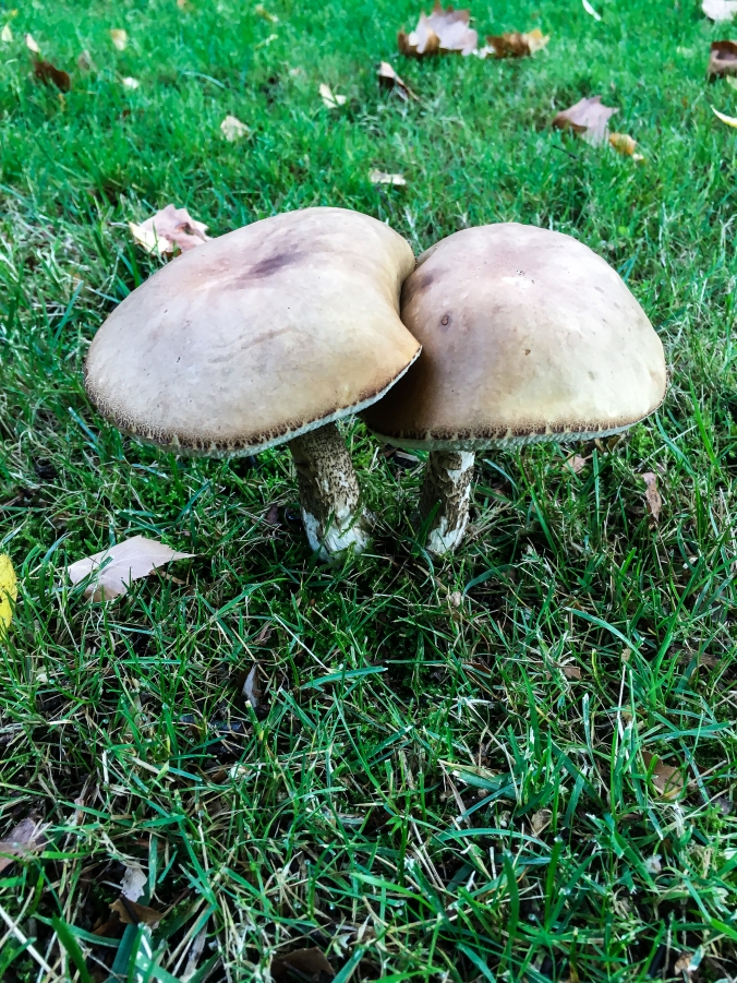 WW-Mushrooms 246 CWW-5444