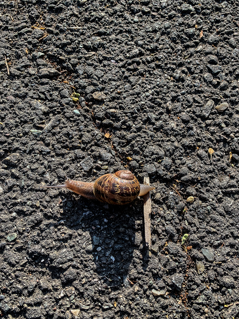 Snail speedbump-6981